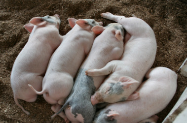 fivepigs