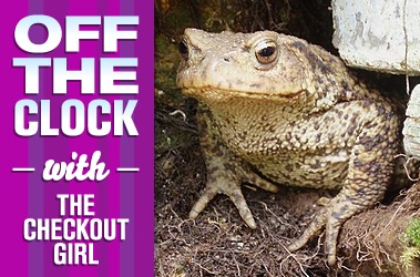 OTC-Toad