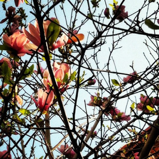spring_big