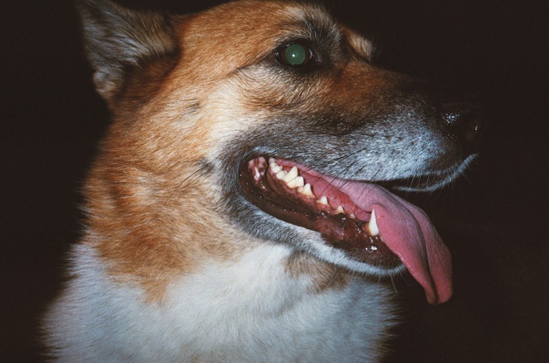 pup