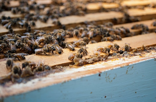 Bees