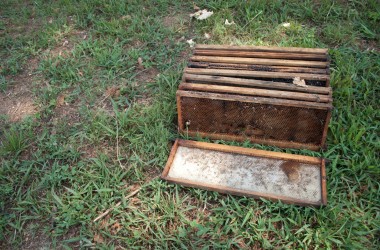 Bearer Farms 1