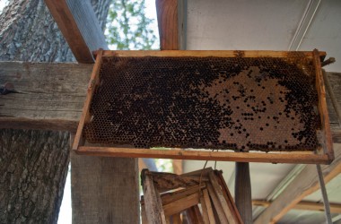 Bearer Farms 6