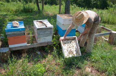 Bearer Farms 14