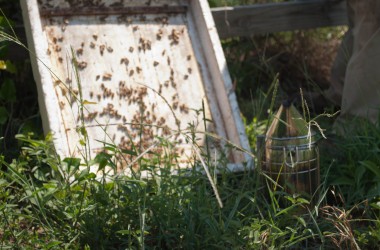 Bearer Farms 16