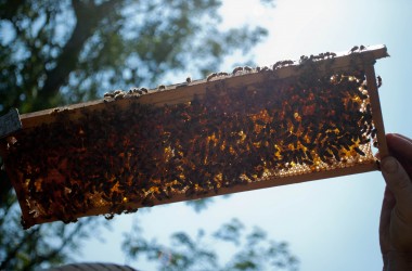 Bearer Farms 27