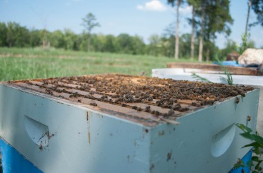 Bearer Farms 32