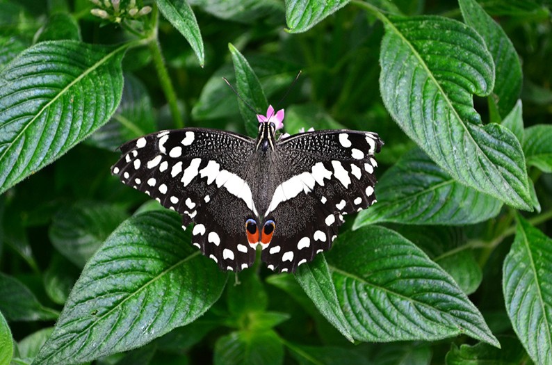butterfly