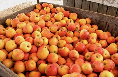 Apples