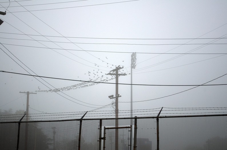 birds