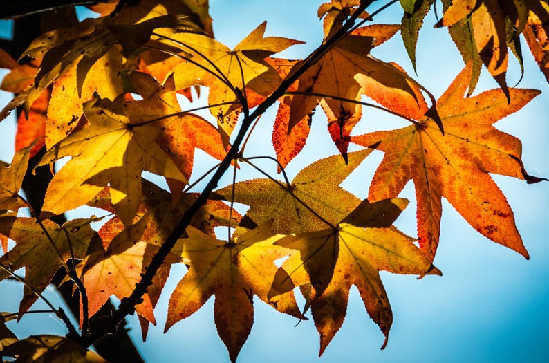 leaves