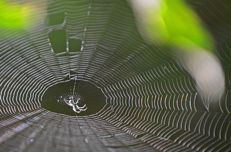 spider
