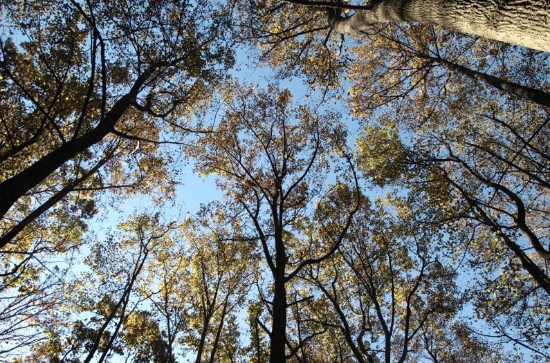 treetops