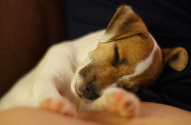 Sleeping dog