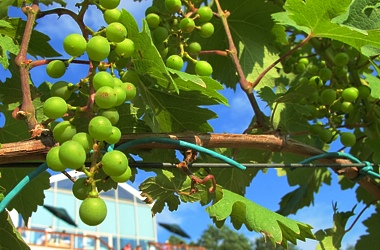 Wine-Farms