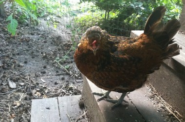 urban chickens 2