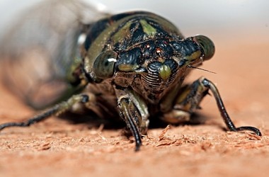 Cicada-Featured