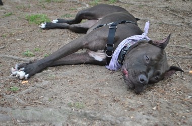 Dog on ground
