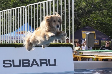 FlyingPuppers-Featured
