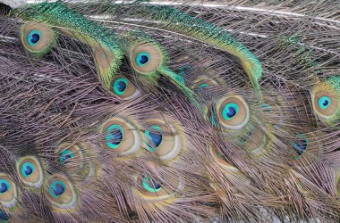 peacock