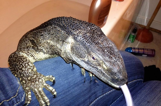 reptile