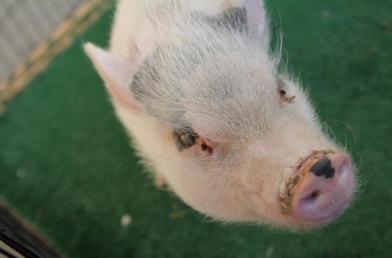 Parker the rally pig