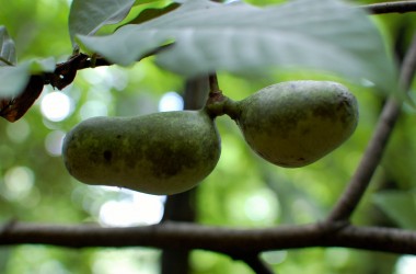 Paw paw fruits-2