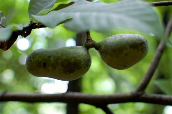 Paw paw fruits-2