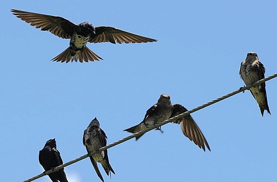 PurpleMartins