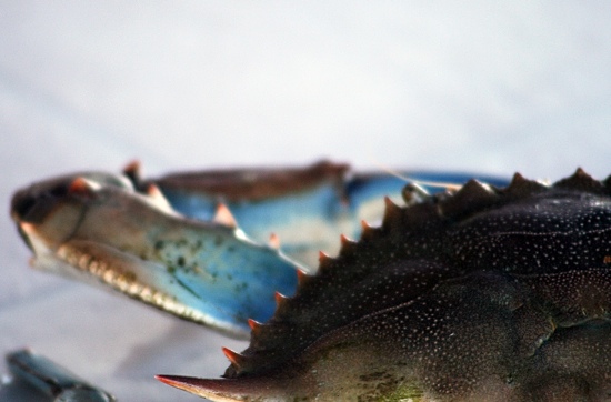BlurCrab