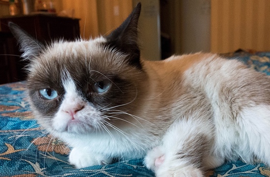 GrumpyCat