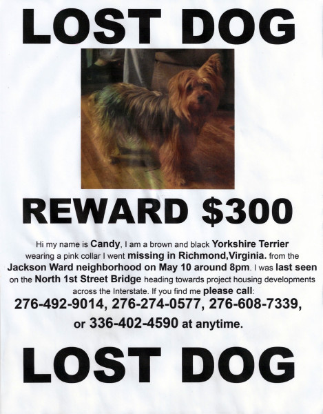 Information about Candy, a lost dog