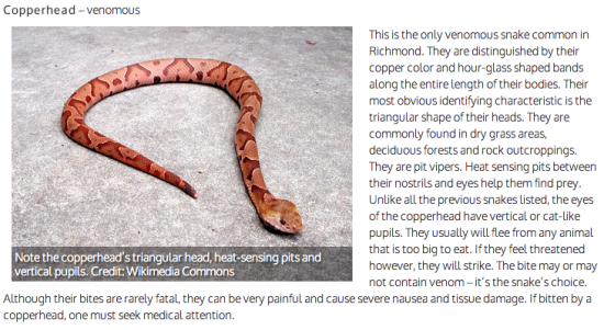 snakes