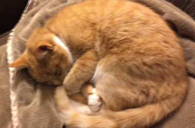 cat